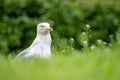 Yellow legged gull (Larus michahellis) in the greenery. Royalty Free Stock Photo
