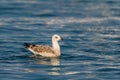Yellow-legged Gull - Larus michahellis Royalty Free Stock Photo