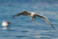 Yellow-legged Gull - Larus michahellis Royalty Free Stock Photo