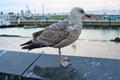 Yellow legged gull Larus michahellis. Ostend, Belgium Royalty Free Stock Photo