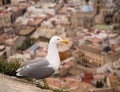 Yellow Legged Gull Royalty Free Stock Photo