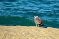 Yellow-legged gull Larus michahellis perched on the beach Royalty Free Stock Photo