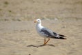 Yellow-legged gull Larus michahellis perched on the beach