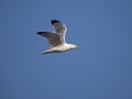 Yellow-legged gull, Larus michahellis