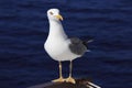 Yellow-legged gull (Larus michahellis) Royalty Free Stock Photo