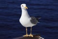 Yellow-legged gull (Larus michahellis)