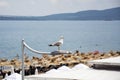 A yellow-legged gull (Larus michahellis) sitting on a street lamp in Burgas, Bulgaria