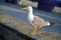 A yellow-legged gull (Larus michahellis) Royalty Free Stock Photo