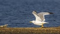 Yellow-legged Gull Royalty Free Stock Photo