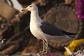 Yellow legged gull - Larus michahellis in a trash can with plastics