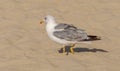 Yellow-legged gull, Larus michahellis Royalty Free Stock Photo