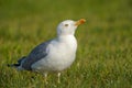 Yellow-legged Gull - Larus michahellis