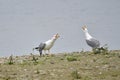 Yellow-legged gull mating time