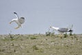 Yellow-legged gull mating time