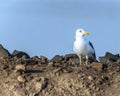 A yellow legged gull resting Royalty Free Stock Photo