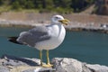 Yellow-legged Gull on rock Royalty Free Stock Photo
