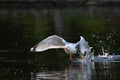 yellow legged gull taking flight Royalty Free Stock Photo