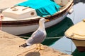 Yellow-legged gull Royalty Free Stock Photo