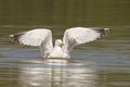 Yellow-legged gull (Larus michahellis) spreading its wings while taking flight in the pond Royalty Free Stock Photo