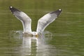 Yellow-legged gull (Larus michahellis) spreading its wings while taking flight in the pond Royalty Free Stock Photo