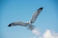 Yellow-legged Gull (Larus michahellis) soaring in the blue sky in Greece Royalty Free Stock Photo