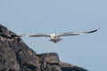 Yellow-legged Gull (Larus michahellis) soaring in the blue sky in Greece Royalty Free Stock Photo