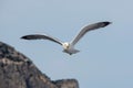 Yellow-legged Gull (Larus michahellis) soaring in the blue sky in Greece Royalty Free Stock Photo