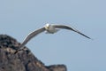 Yellow-legged Gull (Larus michahellis) soaring in the blue sky in Greece Royalty Free Stock Photo