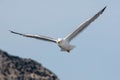 Yellow-legged Gull (Larus michahellis) soaring in the blue sky in Greece Royalty Free Stock Photo