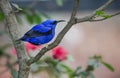 Yellow legged Honeycreeper