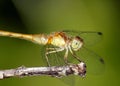 Yellow-legged Meadowhawk Dragonfly Royalty Free Stock Photo