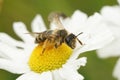 Macro of a Andrena flavipes bee collecting pollen