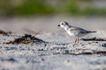 Yellow-legged plover (Charadrius melodus) bird perched on a beach, surrounded by sand