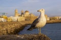 Yellow-Legged Seagull and Cadiz Cathedral in the Background Andalusia
