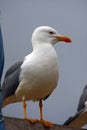 Yellow-legged seagull Royalty Free Stock Photo