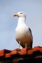 Yellow-legged seagull Royalty Free Stock Photo