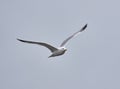 Yellow legged seagull in flight Royalty Free Stock Photo