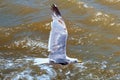 The yellow-legged seagull flying above the sea surface on a sunny day Royalty Free Stock Photo