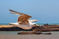 The yellow-legged seagull flying above the sea surface on a sunny day Royalty Free Stock Photo