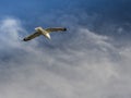 Yellow-legged seagull flying around the Bay of Cadiz Royalty Free Stock Photo
