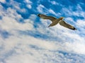 Yellow-legged seagull flying around the Bay of Cadiz