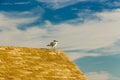 Yellow-legged seagull perching on a hut at Paseo Fernando Quinones Royalty Free Stock Photo