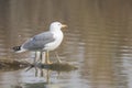 Yellow legged seagull laurus michahellis in Estany dÃÂ´Ivars Royalty Free Stock Photo