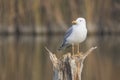 Yellow legged seagull laurus michahellis in Estany dÃÂ´Ivars Royalty Free Stock Photo