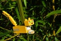 Yellow LEGO Minecraf figure of mob animal Ocelot cat sitting on side branch of real green bamboo plant of Phyllostachys genus