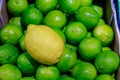 Yellow lemon on background of green limes close-up in the store Royalty Free Stock Photo