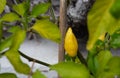 Yellow lemon chili growing on a plant