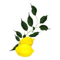 Yellow lemon citrus fruit branch with green leaves isolated on white background vector art Royalty Free Stock Photo