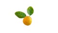 A yellow lemon or Citrus limon on a white table top. Siracusa lemon, Limone di Siracusa , cultivar Citrus limon Royalty Free Stock Photo