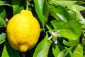 Yellow lemon and flower. Royalty Free Stock Photo